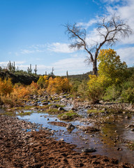 Autumn at Spur Cross Ranch Conservation Area in Cave Creek, Arizona.