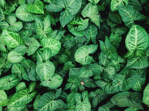 Green Nature Background.