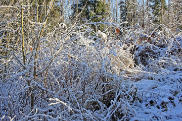 Forest in winter