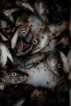 Heads of dead fish