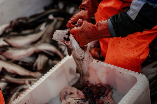 Man Cutting Out Fish Intestines