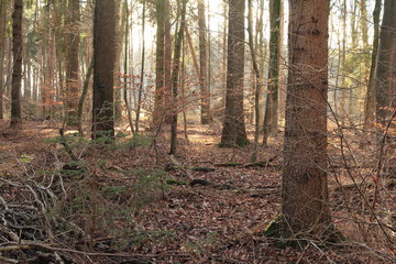 Unser schöner Wald