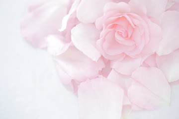 Flowering plant, Rose, Rosa × centifolia