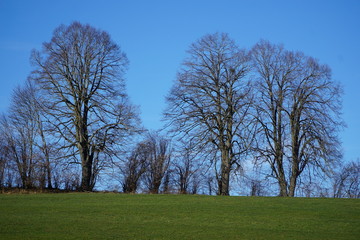 Obraz premium Baumgruppe