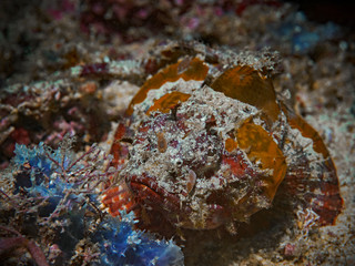 Flasher Scorpionfish, Glotzaugen-Drachenkopf (Scorpaenopsis macrochir)