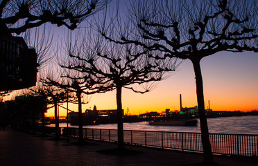 Platanen-Bäume in Düsseldorf am Rhein im Düsseldorfer Medienhafen