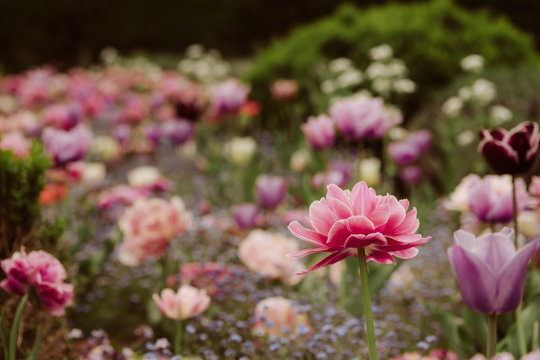 Field of pink tulips