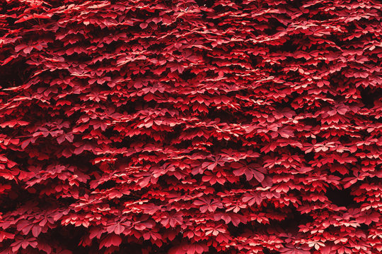 Chestnut wall