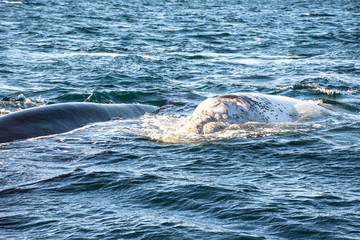 Close up view of Southern Right Whale emerging from the sea in Peninsula Valdes, Patagonia, Argentina