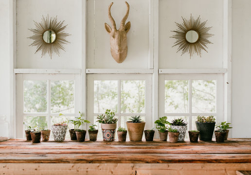 Fototapeta New Plants