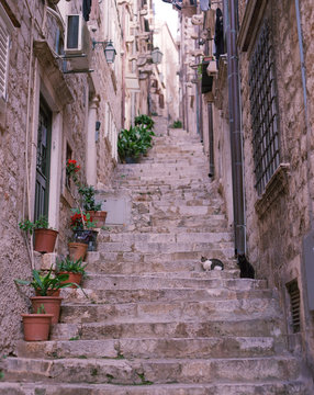 Cats and plants on old steps