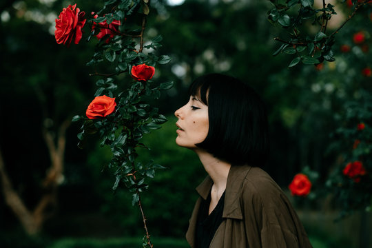 huge roses