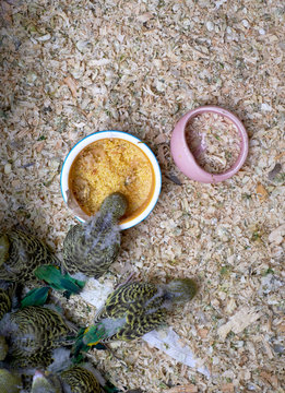 Newborn budgie cub, in the incubator