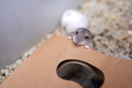 Cute pet hamster in a cardboard box