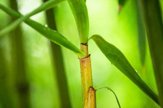 spring bamboo shoot growing