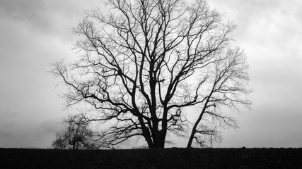 Baum Silhouette schwarz weiß