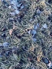 a texture of frost on fallen leaves in green grass