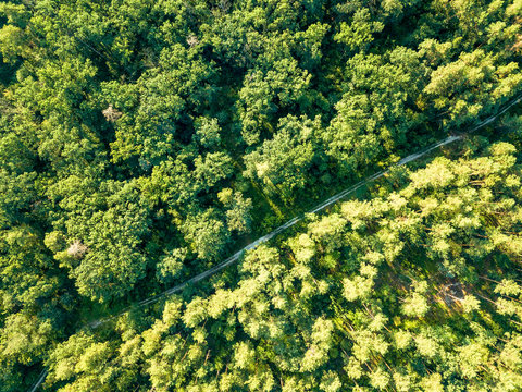 Beautiful aerial view of a drone of deciduous forest with a dirt road on a summer day