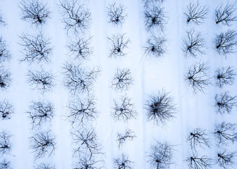Winter tree structure pattern on a white background of snowy land. Top view from drone.
