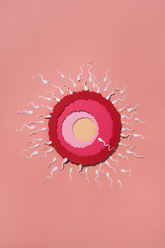 Ovule being fertilized by sperm
