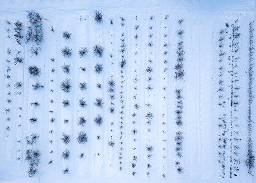 Natural pattern from trees and bushes on a snowy land background. Aerial view from drone.