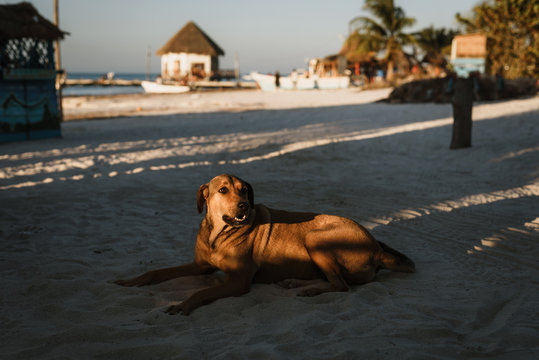 Mexican dog
