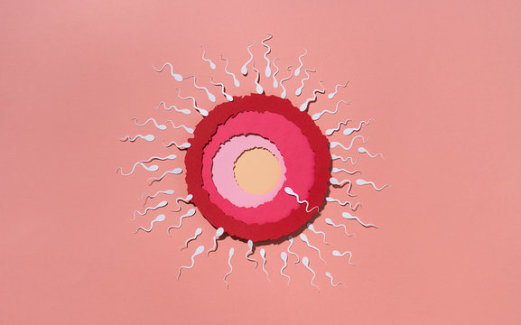 Ovule being fertilized by sperm