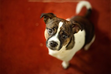 young mixed breed dog looking up at camera from red carpet