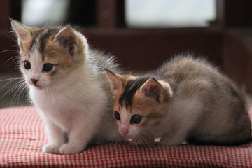 Cute kitten couple