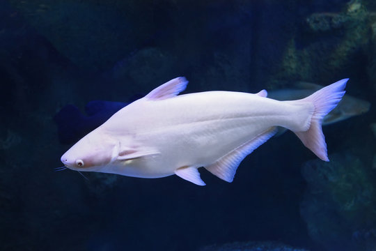 Pangasius Catfish Pangasius hypophthalmus albino fish