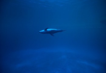 Fototapeta na wymiar Dolphin in the blue in the Shedd Aquarium, Chicago, United States