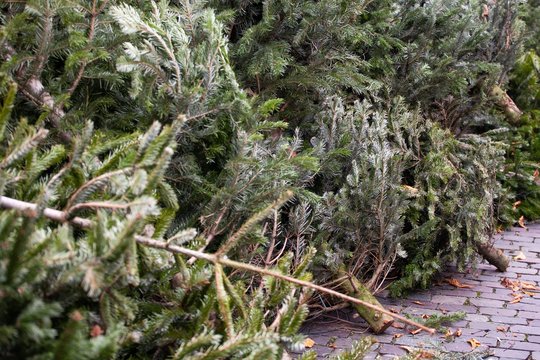 Old Christmas Trees Piled Up On The Street