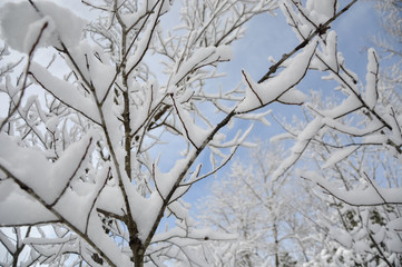 Branches of a tree in winter