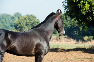 running marwari black stallion at freedom.  Gujarat, India