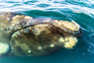 Fototapeta na wymiar Close up view Southern Right Whale swimming underwater in Peninsula Valdes, Patagonia, Argentina