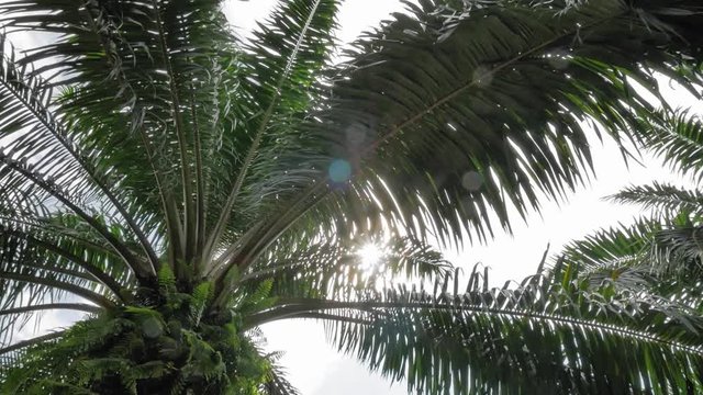 Light shining through palm leaves.