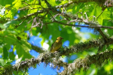 Yellowhammer bird wondering around the branches in Estonia