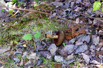 autumn leaves and a mushroom in the forest