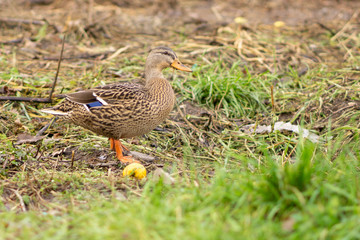 female mallard duck on the grass