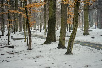 The road among the snowy forest with yellow leaves