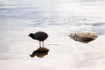 Coot swimming in a lake in the morning light