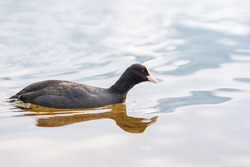 Coot swimming in a lake in the morning light