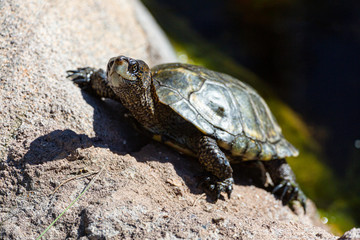 Turtle