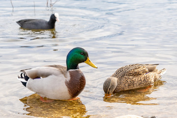 male and female mallard in a pond on the water with a Eurasian (or common) coot in the foreground