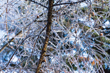 tree branches crusted with ice