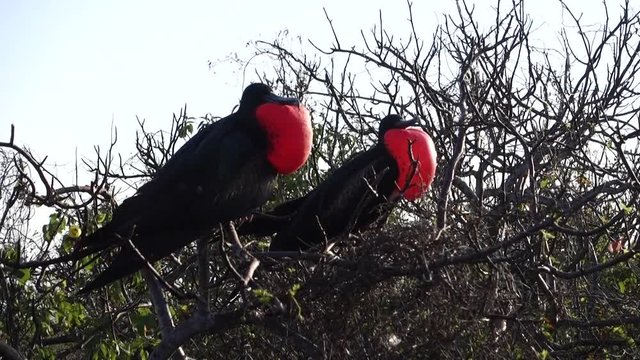 Frigatebirds - Gal&aacute;pagos Islands	