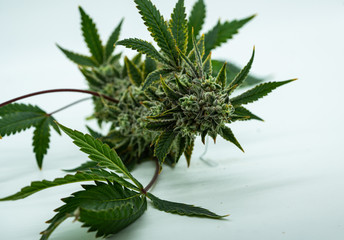 Cannabis Plant Before Trim