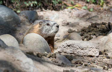 YELLOW-BELLIED MARMOT ON ROCKS STOCK IMAGE