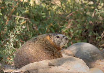 YELLOW-BELLIED MARMOT ON ROCKS STOCK IMAGE