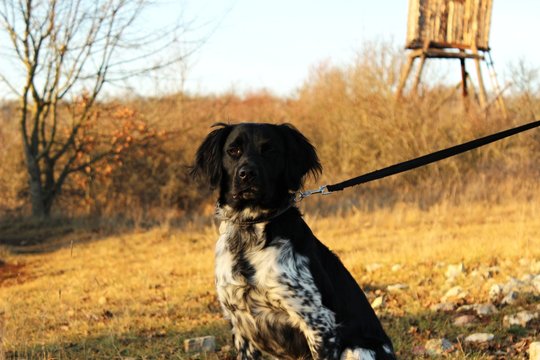 Dog in nature